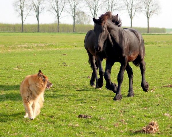 Pesky dog meets tempered Horse