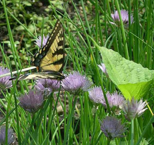 Butterfly On Chives