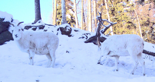 Dall Sheep Rams