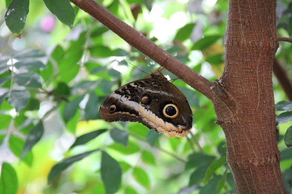 Owl butterfly hanging out in favorite spot