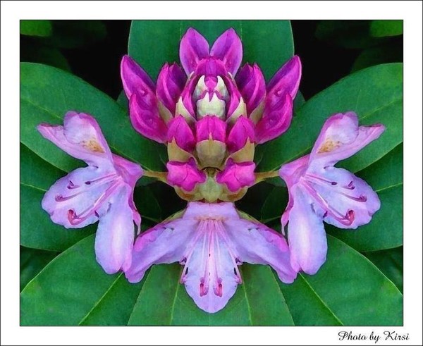 Rhododendron Crown