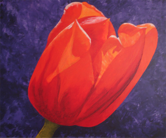 oranje tulp