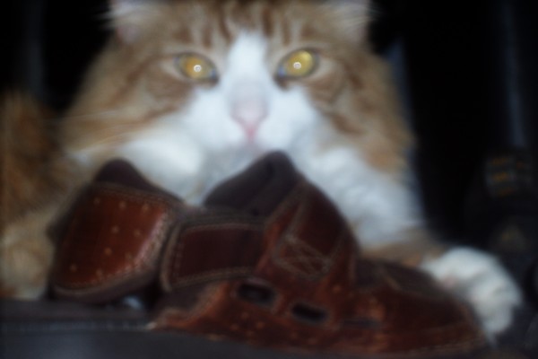 cats loves shoes