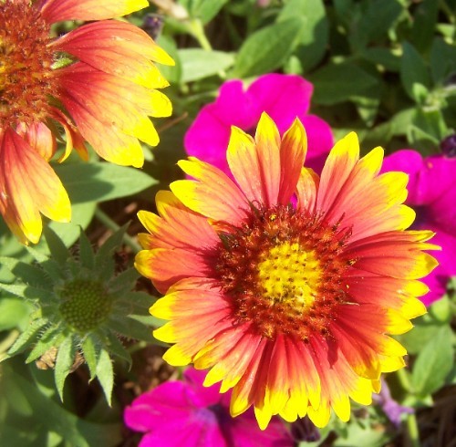 Pink and Yellow Daisies