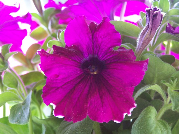 Petunia's through the light