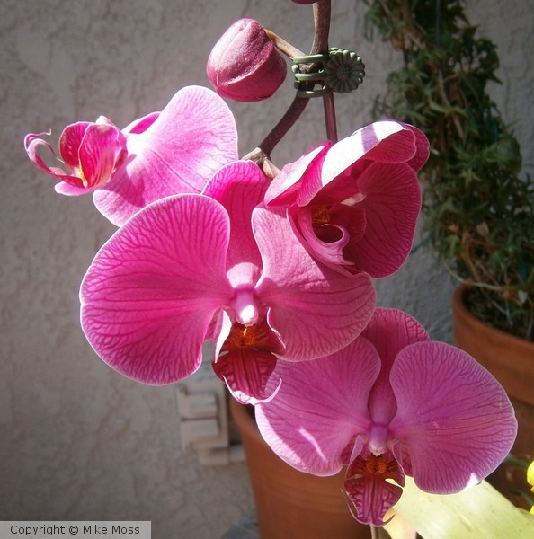 pink orchid in bloom