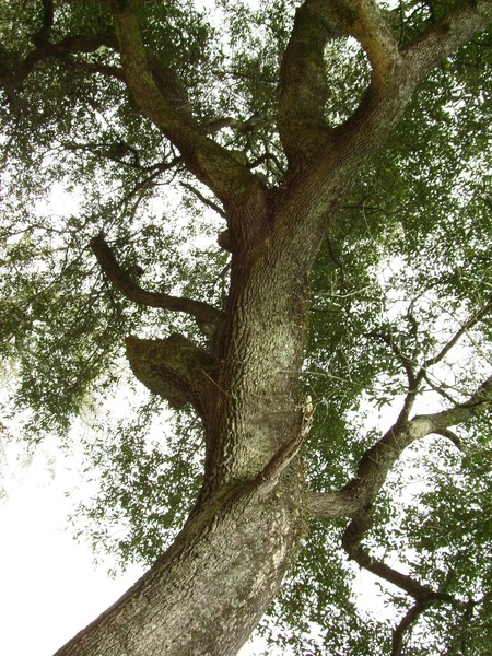 Mother Earth, Mother Oak