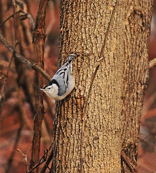 White-breasted Nutthatch