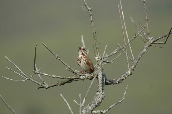 White-throated, Sparrow