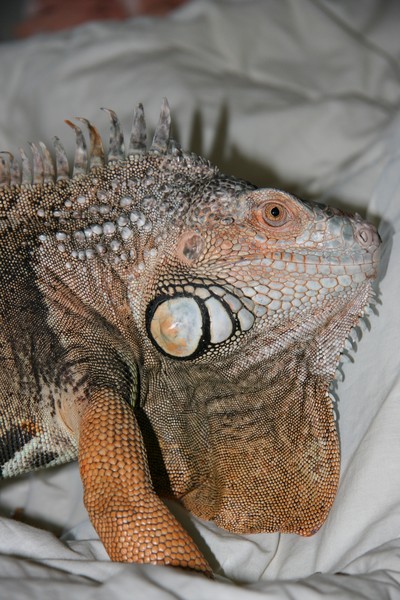 My iguana on the bed