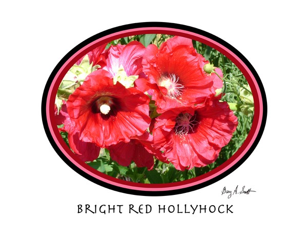 Bright red Hollyhock