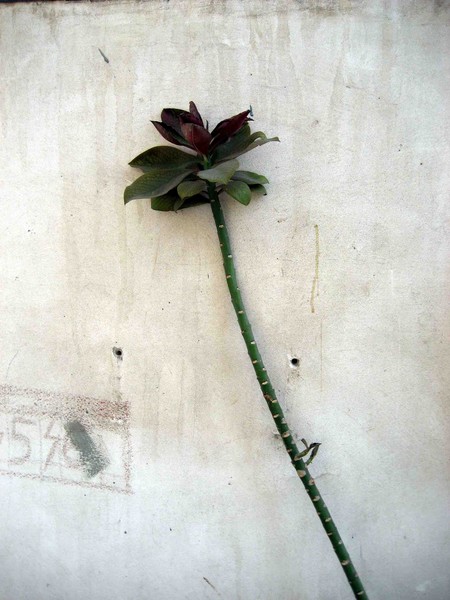 A flower on the wall