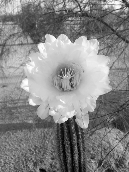 White Cactus Flower