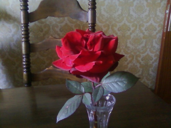 Red rose from beloved