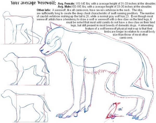 Werewolf anatomy 101