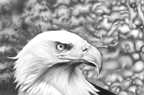 bald eagle