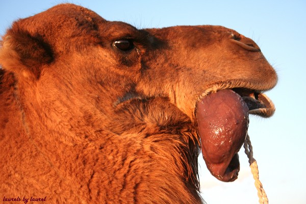 The Camel's Tongue