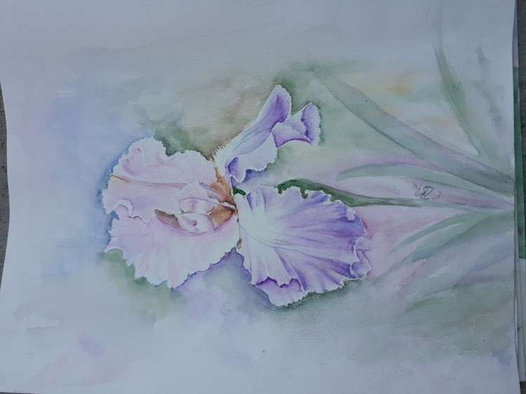 Bearded Iris