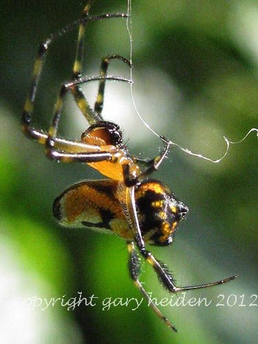 Pear Shaped Leucauge Orchard Spider