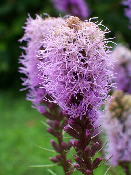 Gorgeous purple flowers