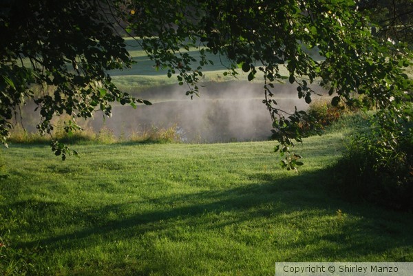 Maine morning dew