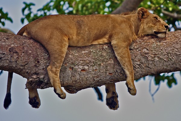 Sleeping lioness