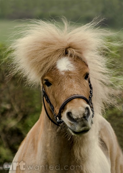 Bad Hair Day For A Pony