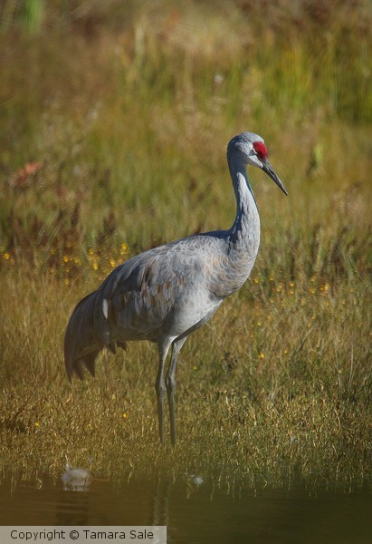 Sandhill's Pose