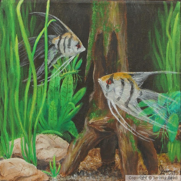 Angelfish Encounter