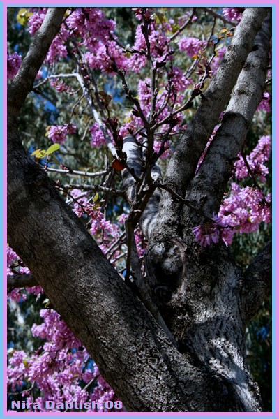 The Atmosphere Surrounds a Tree.