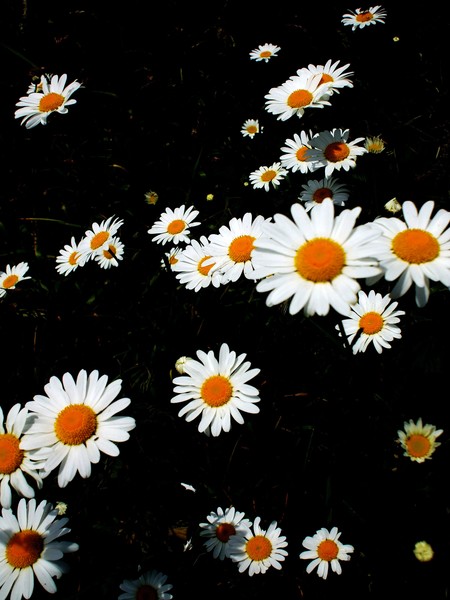 Wild Flowers