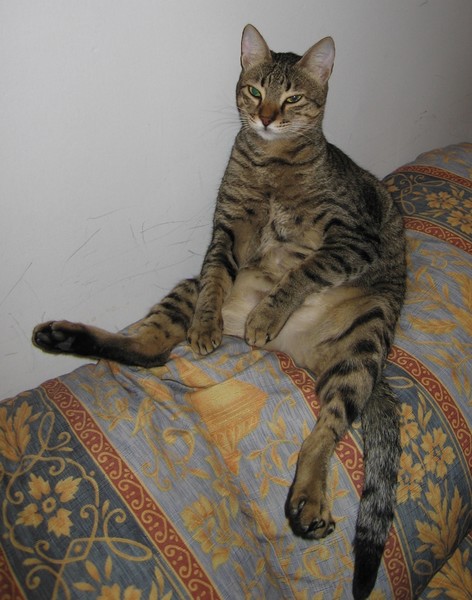 Duma, Sitting Cat