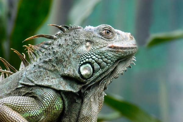 Iguana