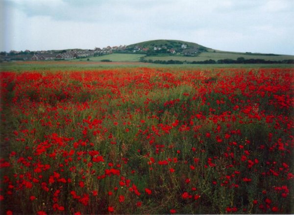 Poppyland