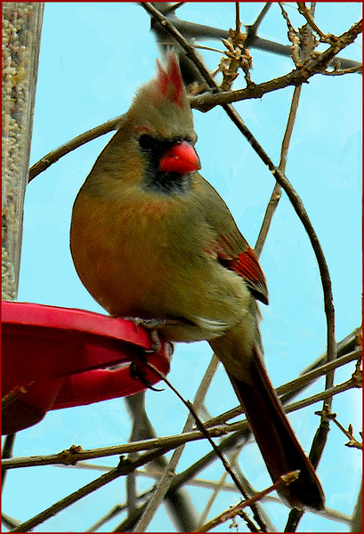 Mama Cardinal