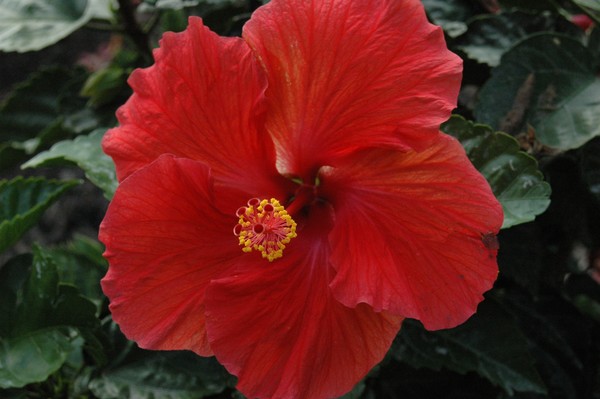 Halifax blushing mammoth hibiscus 