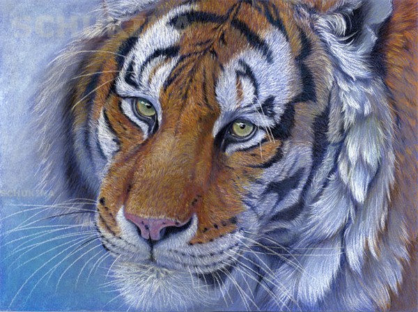 Tiger portrait in blue