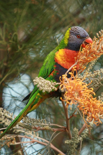 Rainbow Lorikeet