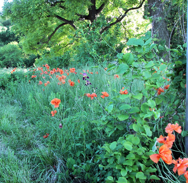 A forgotten garden