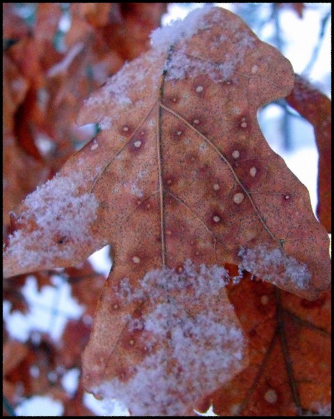 Cold And Decaying Leaf