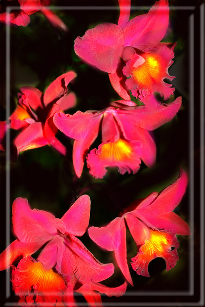 BLACK PLATTER OF MAGENTA ORCHIDS by Miguel Forbus