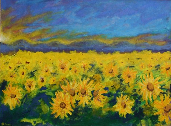 Field of Sunflowers 2011