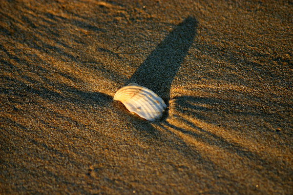 shell