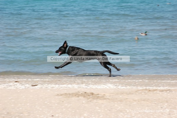 The Joy of Running Photo