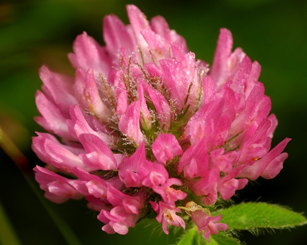 Red clover with tiny crab spider