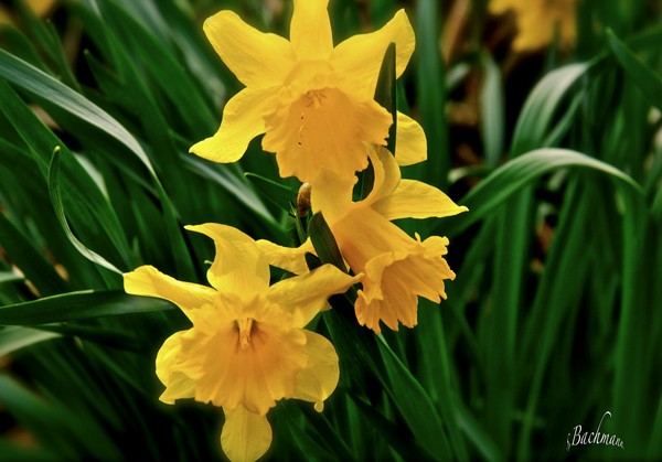 The main spring flower, the Daffodil !