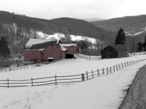 Horse Farm In Winter