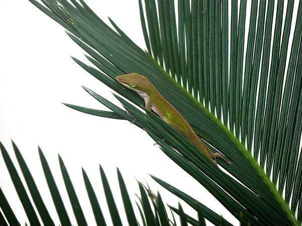 Anole With Palm - Coy