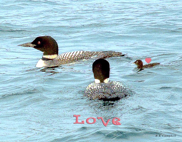 Loons in NH