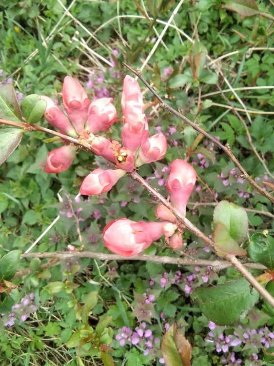 Spring bush bloomed